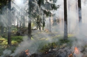 waldbrandvorsorge