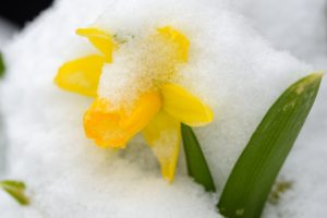 schnee
