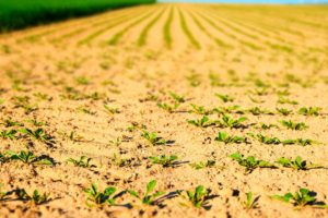 landwirtschaft