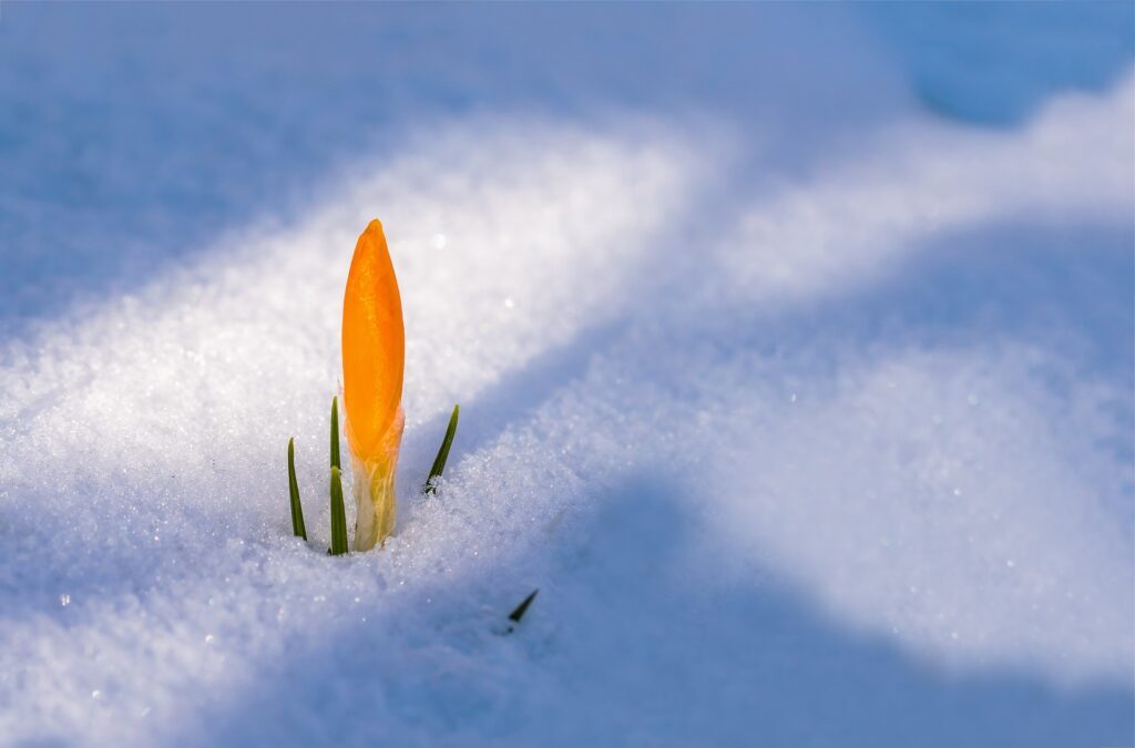 schnee