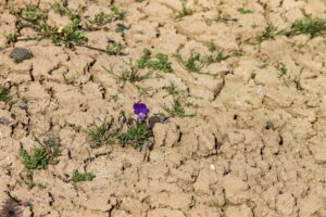 wassermanagement