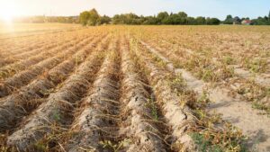 vertrocknetes feld oder acker