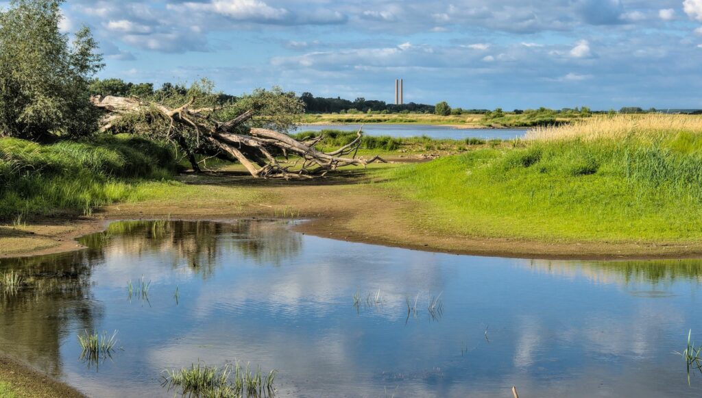 see mit niedrigem wasserstand, davor liegt ein toter Baum