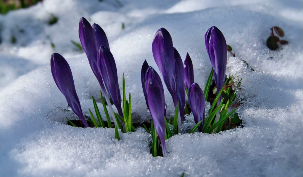 Krokusse blühen im Schnee