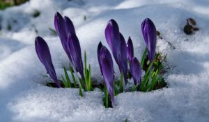 Krokusse blühen im Schnee