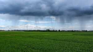 Regenwolken über einer Wiese