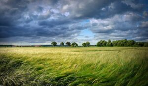 getreide biegt sich durch wind, darüber dunkle wolken
