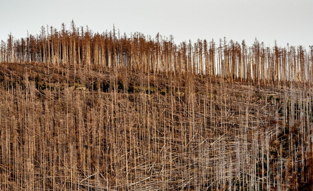 trockener wald, tote bäume