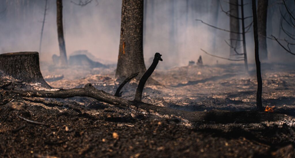 in einem wald liegt nach einem waldbrand verkohltes holz am boden